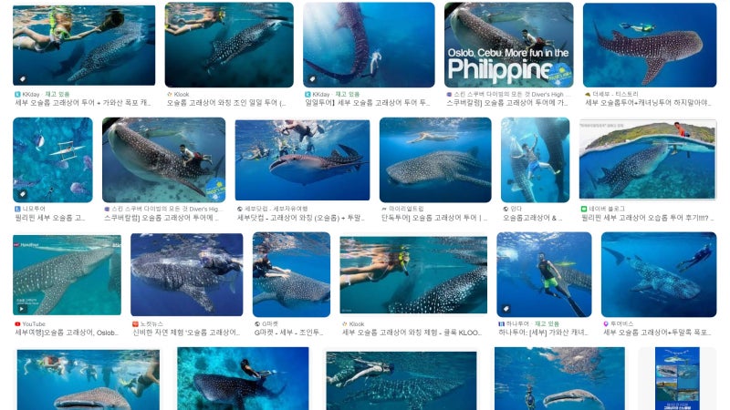 구글 이미지 검색 '오슬롭 고래상어'